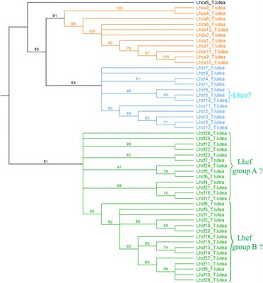 The Fucoxanthin Chlorophyll a/c-Binding Protein in Tisochrysis lutea: Influence of Nitrogen and Light on Fucoxanthin and Chlorophyll a/c-Binding Protein Gene Expression and Fucoxanthin Synthesis